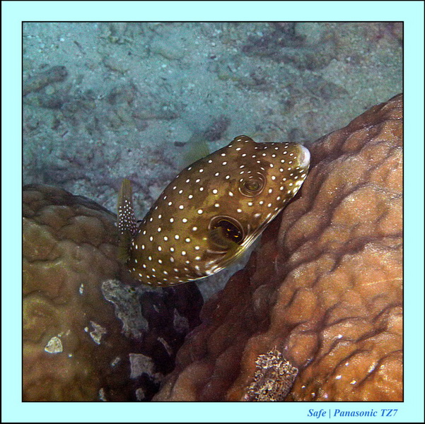 2011 - 08 - Borneo - Mataking 72